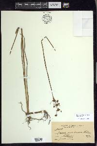 Juncus nevadensis image