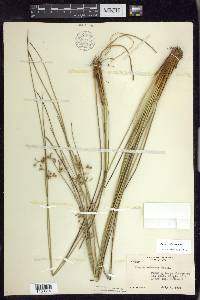 Juncus coriaceus image