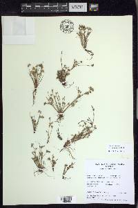 Juncus bufonius var. congestus image