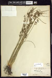 Juncus patens image