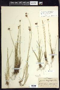 Juncus longistylis image