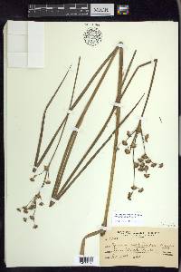 Juncus phaeocephalus var. paniculatus image