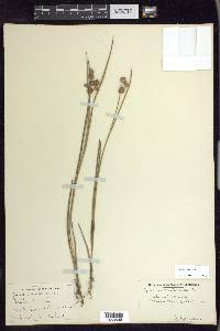 Juncus nodosus image