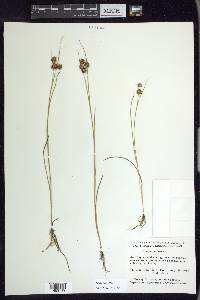 Juncus nodosus image