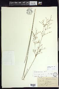 Juncus pelocarpus image