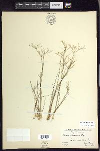 Juncus pelocarpus image