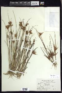 Juncus nodosus image