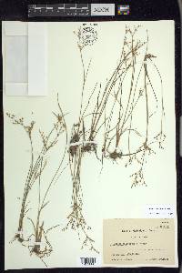 Juncus pelocarpus image