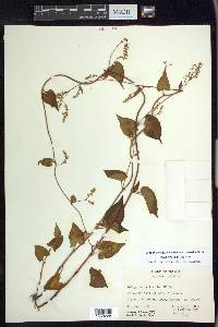 Fallopia cilinodis image