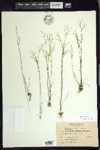 Juncus pelocarpus image