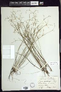 Juncus pelocarpus image