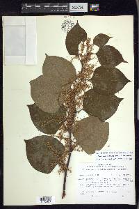 Reynoutria japonica image