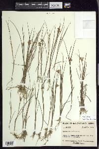 Juncus nodosus image