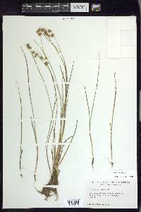 Juncus nodosus image