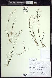 Juncus pelocarpus image