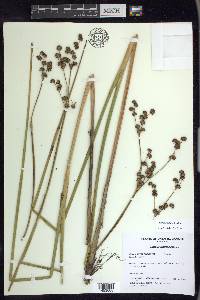 Juncus militaris image