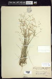 Juncus pelocarpus image