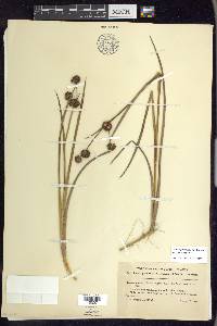 Juncus phaeocephalus image