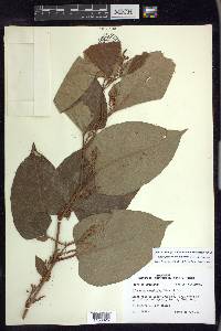 Reynoutria japonica image