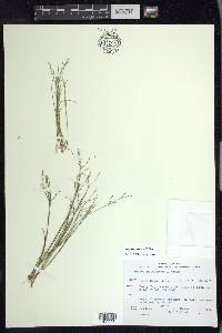 Juncus pelocarpus image