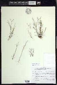 Juncus pelocarpus image