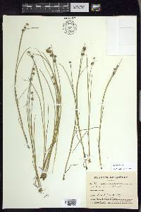 Juncus nodosus image