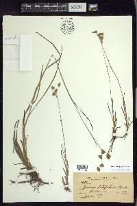 Juncus orthophyllus image