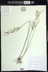 Juncus alpinoarticulatus image