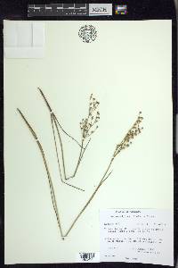 Juncus alpinoarticulatus image