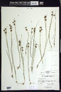 Juncus nodosus image