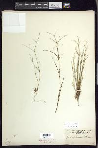 Juncus pelocarpus image