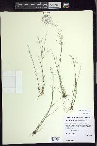 Juncus pelocarpus image