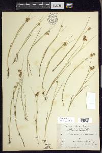 Juncus nodosus image