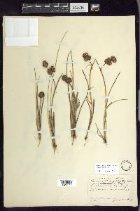 Juncus phaeocephalus image