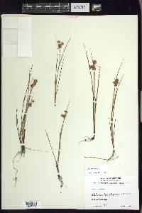 Juncus nodosus image