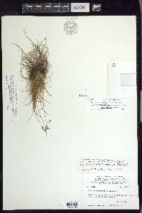 Juncus occidentalis image