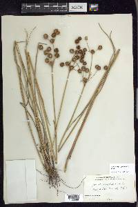 Juncus megacephalus image