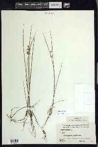 Juncus nodosus image