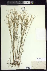 Juncus pelocarpus image