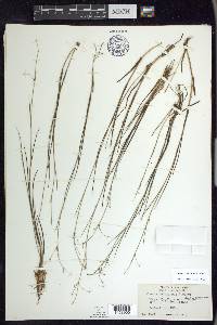 Juncus pelocarpus image