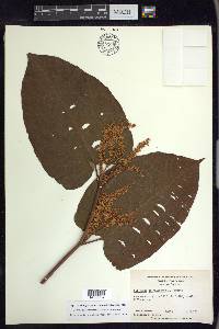 Fallopia sachalinensis image