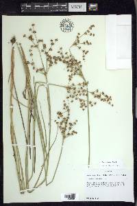 Juncus nodatus image