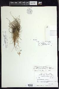 Juncus hemiendytus image