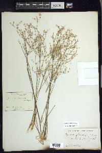 Juncus pelocarpus image