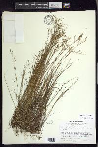 Juncus pelocarpus image