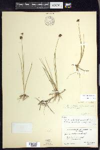 Juncus nevadensis var. nevadensis image