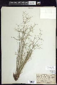 Juncus pelocarpus image