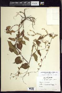 Fallopia cilinodis image