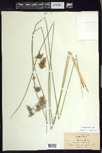 Juncus patens image