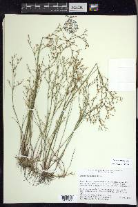 Juncus pelocarpus image